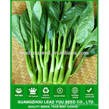 NCS06 Meifei OP choy suma precios de semillas para plantar